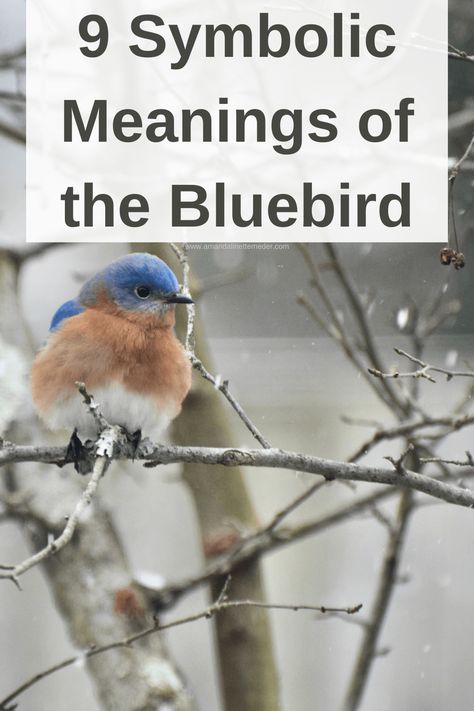 Blue Bird Symbolism, Blue Bird Quotes, Blue Bird Meaning, Eastern Bluebird Painting, Bluetit Bird Tattoo, Small Bluebird Tattoo, Bluebird Meaning, Bluebird Quotes, Bluebird Tattoo Meaning