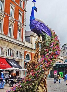 preston bailey peacock - Google Search Buddha Flower, Jeff Leatham, Preston Bailey, Dome Greenhouse, Sunflower Centerpieces, Ganpati Decoration At Home, Peacock Pictures, Peacock Decor, Floral Designer