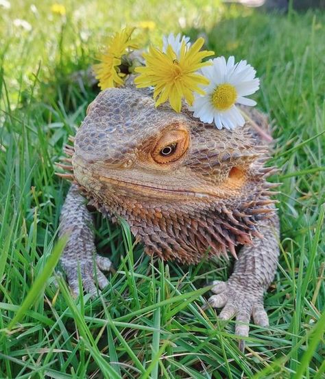 Bearded Dragon