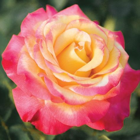 Patio Trees, Yellow Blossom, Red Bud, Types Of Roses, Shrub Roses, Simple Rose, Hybrid Tea Roses, Blooming Plants, Tall Plants