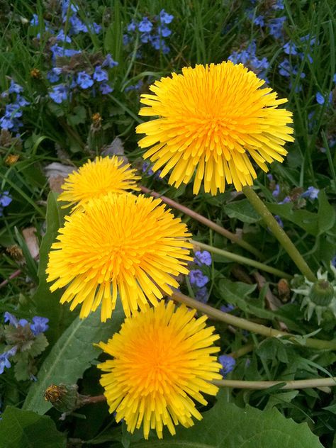 Dandelion Leaf, Dandelion Flowers, Sun Moon And Stars, The Dandelion, Reduce Swelling, Dandelion Wish, Fluid Retention, 카드 디자인, Dandelion Flower