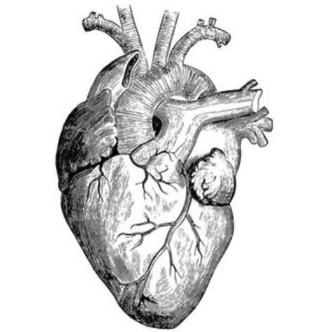 "Realistic heart drawing " Stickers by RockyMountains | Redbubble Realistic Heart Drawing, Human Heart Art, Anatomical Heart Drawing, Human Heart Drawing, Heart Organ, Art Du Croquis, The Human Heart, Heart Anatomy, Couple Drawing