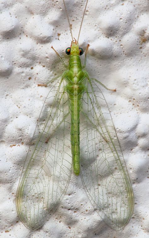 Green Lacewing, Emerald Swallowtail, Forest Insects, Walking Leaf Insect, Whale Painting, Lycaenidae Butterfly, Wasp Mantidfly, Cool Bugs, Arthropods