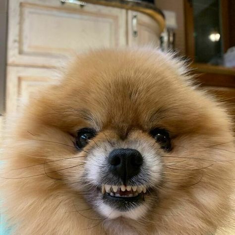 Angry Pomeranian, Dogs, Animals, Pins