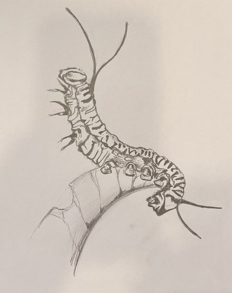 Catipillar Drawing Simple, Monarch Drawing, Caterpillar Sketch, Caterpillar Drawing, Caterpillar Tattoo, Caterpillar Art, Canadian Lifestyle, World Art Day, Monarch Caterpillar