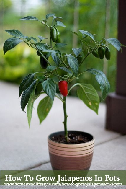 How To Grow Jalapenos In Pots - From Seeds Or Seedlings... Strawberries In A Pot, How To Grow Jalapenos, Grow Jalapenos, Growing Jalapenos, Retirement Cottage, Shed Inspiration, Jalapeno Plant, How To Grow Strawberries, Plant Witch