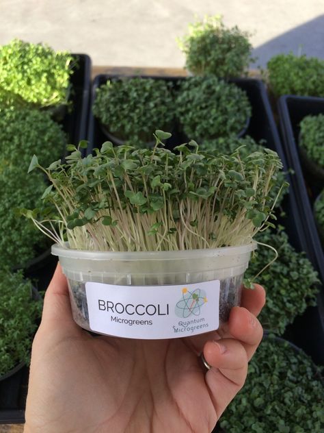 How to Grow Broccoli Microgreens - Quantum Microgreens Microgreens Packaging Ideas, Broccoli Microgreens, How To Grow Broccoli, Grow Broccoli, Microgreens Garden, Broccoli Raab, Microgreens Recipe, Grow Microgreens, Growing Broccoli