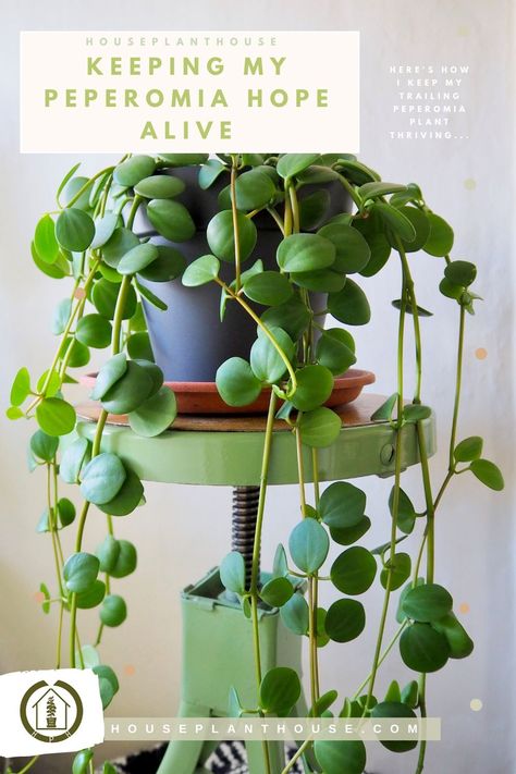 Keeping my Peperomia hope alive – HOUSEPLANTHOUSE Peperomia Hope, Plant Friends, Peperomia Plant, Houseplant Care, My Plant, Inside Plants, Indoor Plant Care, Growing Succulents, Trailing Plants