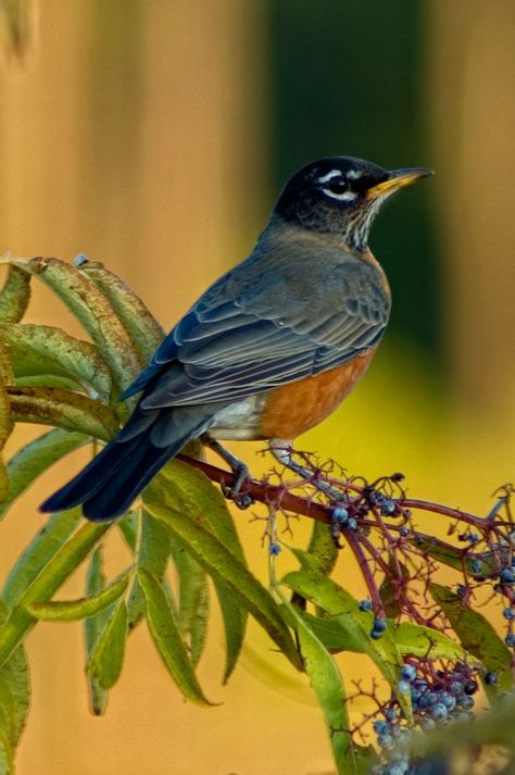 American Robin Bird, Birds Robin, Pet Bird Cage, Black Bird Tattoo, American Robin, Bird Feather, Bird Photos, Robin Bird, Washington Usa