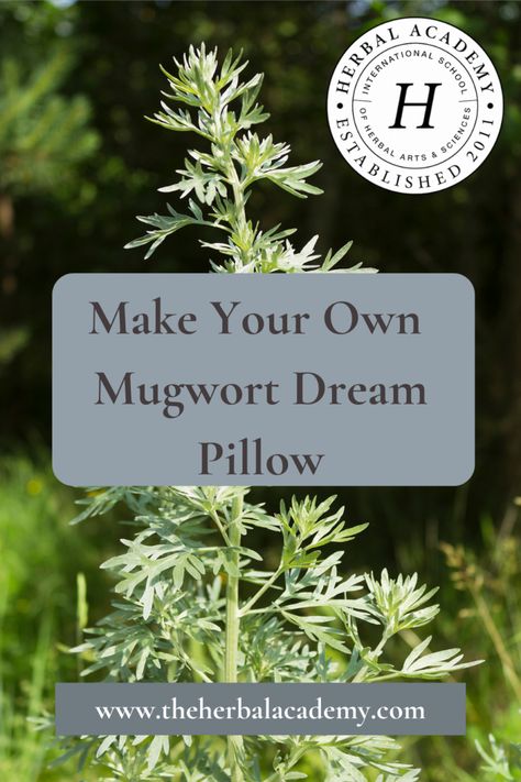 Mugwort Dream Pillow, Herbal Sleep Pillows, Herbal Crafts, Hand Foot And Mouth Disease, Crunchy Stuff, Herbal Diy, Libra Moon, Herbal Academy, Natural Sleep Aid