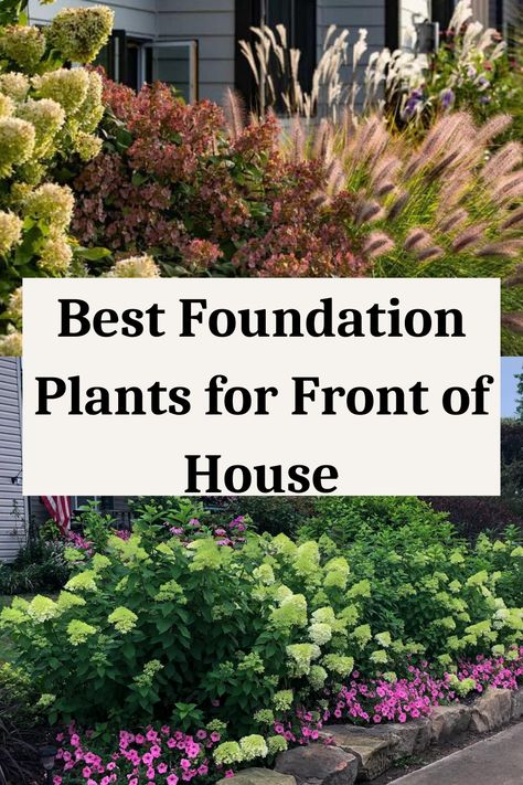 Best Foundation Plants for Front of House Plants For Front Of House, Easy Landscaping Front Yard, Foundation Plants, Landscaping Around House, Small Front Yard Landscaping, Front Yard Garden Design, Easy Landscaping, Lawn And Landscape, Diy Backyard Landscaping