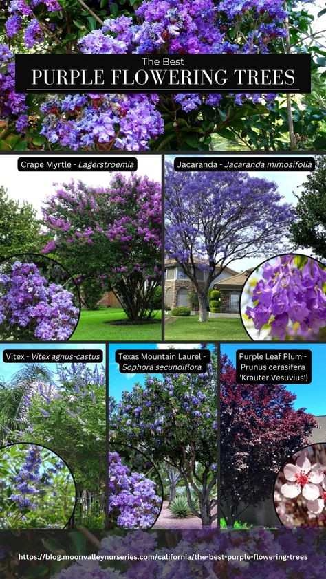 The best flowering trees for California Landscapes - Crape Myrtle (Lagerstroemia), Jacaranda (Jacaranda mimosifolia), Vitex (Vitex agnus-castus), Texas Mountain Laurel (Sophora secundiflora), Purple Leaf Plum (Prunus cerasifera 'Krauter Vesuvius') Purple Flowering Tree, Texas Mountain Laurel, Wise Tree, Agnus Castus, Patio Trees, Valley Of Flowers, Mountain Laurel, Specimen Trees, Purple Trees