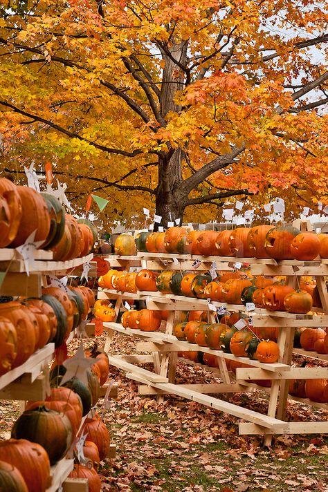 Pumpkin festival, Keene, Cheshire County, New Hampshire, NH, USA #NewHampshire   Re-pinned by www.avacationrental4me.com Herbst Bucket List, Pumpkin Festival, Orange Leaves, Pumpkin Ideas, Autumn Scenes, Fabulous Fall, Autumn Beauty, Fall Pictures, Fall Favorites