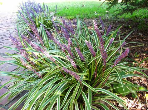 ✿Ornamental Grass✿ Short Ornamental Grasses, Low Maintenance Landscaping Ideas, Variegated Liriope, Fall Container Plants, Low Maintenance Landscaping Front Yard, Lily Turf, Low Maintenance Garden Design, Liriope Muscari, Grasses Landscaping