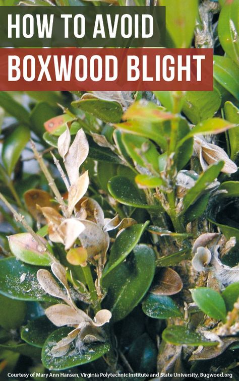 Boxwood Blight is a fungal disease working its way across the country - find out how to avoid it and a few replacement options #Boxwood #Gardening #GardenGateMagazine Boxwood In Containers, Hydrangea And Boxwood Landscaping, Farmers Garden, Georgia Gardening, Boxwood Planters, Winter Gem Boxwood, Boxwood Bush, Japanese Boxwood, Boxwood Landscaping