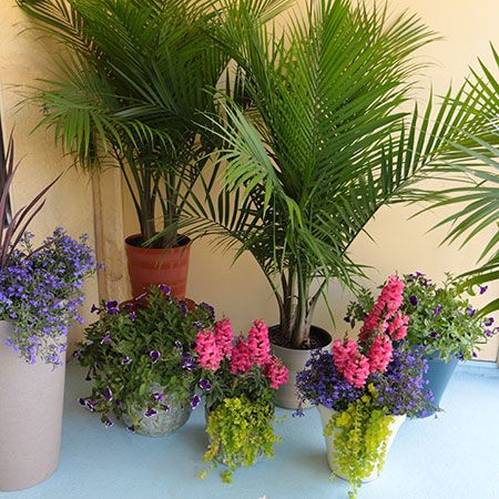 5 Things to Know About Majesty Palms | Costa Farms Majesty Palm Planter Ideas, Majesty Palm Outdoor, Southern Landscaping, Tropical Planting, Dirt Therapy, Deck Inspiration, Majesty Palm, Majestic Palm, Potted Palms