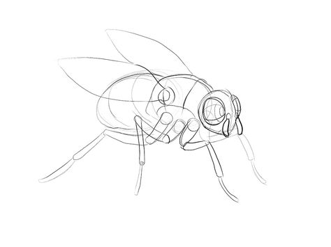 House Fly Drawing, Fly Character Design, Fly Drawing Easy, Cupid Concept, Fly Reference, Constructional Drawing, Leo Painting, Fly Sketch, Wire Bugs