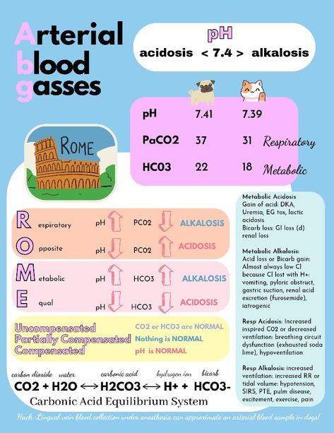 A multicolored printed sheet depicting blood gas variables for interpretation Vet Tech Cheat Sheet, Vet Tech Notes Veterinary Medicine, Vet Med Terminology, Common Veterinary Medications, Metabolic Alkalosis, Med Lab, Veterinary Surgery, Vet Tech School, Vet Tech Urinalysis