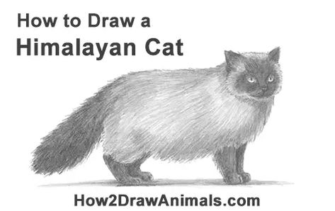 Draw a Himalayan Cat Kitten Side Himalayan Cat Kitten, Cat Himalayan, Drawings Of Dogs, Short Curly Bob Hairstyles, Draw A Cat, Drawing Instructions, Cat Steps, Himalayan Cat, Drawing Tutorials For Beginners