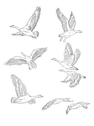 Goose Flying, Wild Goose, Vernal Equinox, Spring Equinox, Latest Design Trends, Background Remover, Flying Geese, Art References, Clipart Images