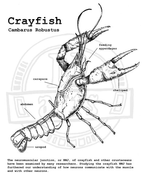 Part of my "Model Organisms" series, this drawing features the crayfish!  This pen drawing is made on acid-free heavyweight paper using black Sarstedt pen. The print you will receive captures all features and details from the original. Message me for custom sizes, composition, color, and pricing. Free shipping on all products! Please choose a size from the menu. The 8"x10" prints are on 8.5"x11" ultrawhite cardstock.  All drawings and digital additions are my own. The watermark will removed in t Crawdad Tattoo, Crayfish Tattoo, Crayfish Drawing, Crab Anatomy Drawing, Crayfish Illustration, Crustaceans Art, Drawing Features, Chef Tattoo, All Drawings