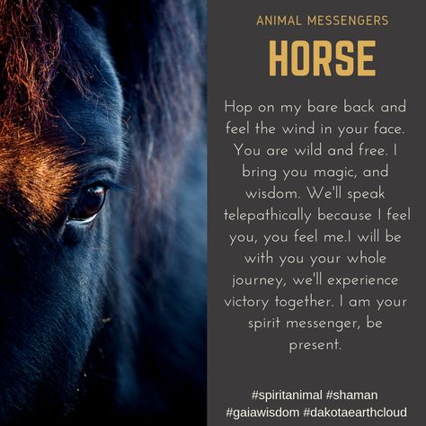 Horse Spirit Animal, Spirit Animal Meaning, Animal Meanings, Spiritual Consciousness, List Of Affirmations, Nature Healing, Cat Spirit, Cowboy Quotes, Animal Spirit Guide