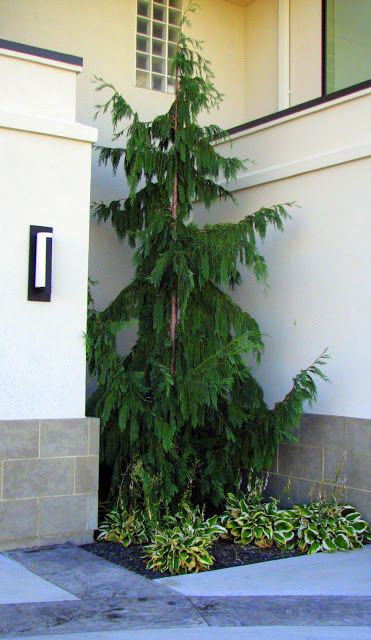 Weeping Alaskan Cedar Weeping Alaskan Cedar, Evergreen Landscape, Conifers Garden, Front Landscaping, Cedar Trees, Ornamental Trees, Front Entrance, Home Landscaping, House Landscape