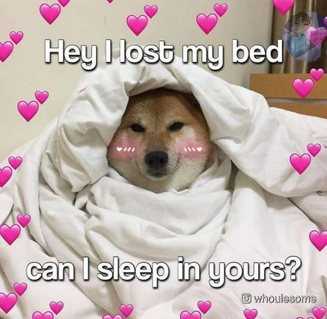 Cute Animal Memes, Cute Messages, Love My Boyfriend, My Bed, Silly Animals, Humor Memes, Cute Memes, Wholesome Memes, Funny Reaction Pictures