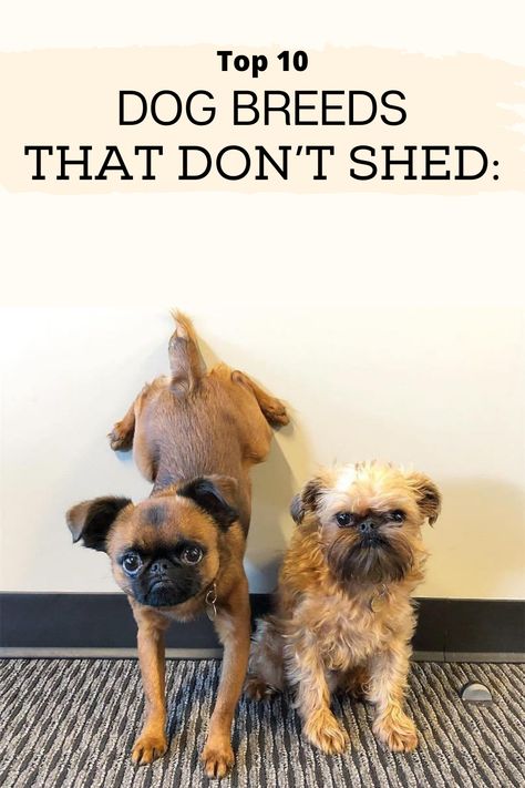 Non Shedding Dog Breeds, Brussel Griffon, Best Hypoallergenic Dogs, Dog Breeds That Dont Shed, Top 10 Dog Breeds, Non Shedding Dogs, Dog Breeds Medium, Hypoallergenic Dogs, What Dogs