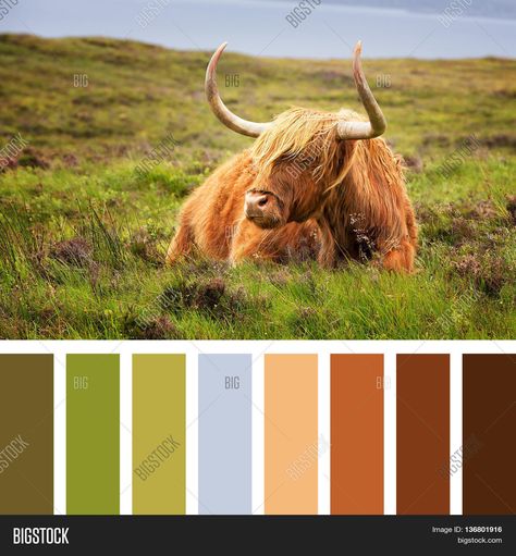 Highland cow on the Isle of Skye, Scottish highlands, United Kingdom. In a colour palette with complimentary colour swatches. Cow Color Palette, Scotland Colour Palette, Scottish Highlands Color Palette, Scottish Color Palette, Scottish Colour Palette, Heather Colour Palette, Scotland Color Palette, Website Colors, Cow Colour