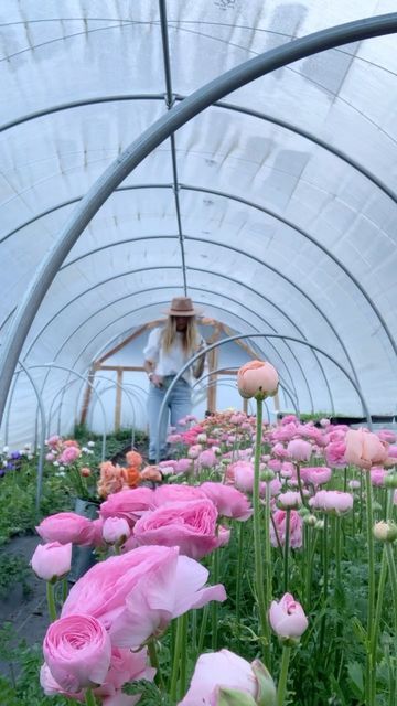 Flower Farmer, Feather Flower, Ranunculus, Flower Farm, Secret Garden, Spring Flowers, Farmer, Pink Flowers, Florist