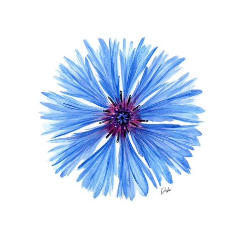 Watercolor floral illustration Cornflower Drawing Tattoo, Corn Flower Drawing, Cornflower Illustration, Cornflower Drawing, Blue Corn Flower, Corn Flowers, Thistles Art, Art Packaging, Corn Flower