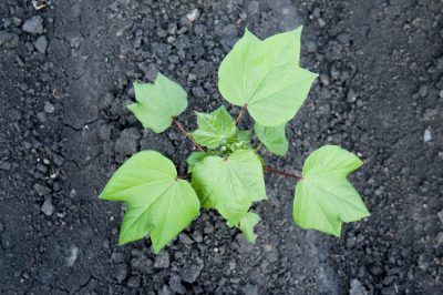 Cotton Seed Placement: How To Plant A Cotton Seed - Cotton plants are actually quite attractive. Your neighbors will ask about this unique garden plant, and they won’t believe it when you tell them what you’re growing. Find out how to sow cotton seeds in this article. Air Purifying House Plants, Japanese Maple Tree, Cotton Plant, Garden Containers, Unique Gardens, Vegetable Garden Design, Seed Pods, All About Plants, Butterfly Garden