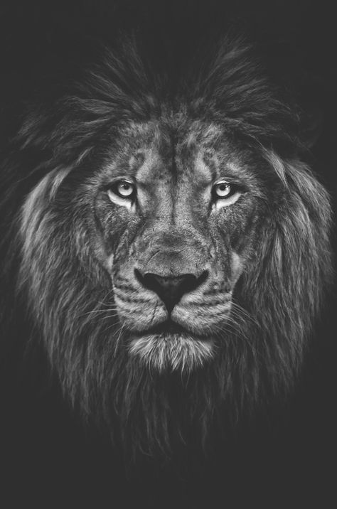 Lion B/W Lion Leg Tattoo, Lion Tattoo Meaning, Small Lion Tattoo, Lion Tattoo Sleeves, Country Tattoos, Lion Head Tattoos, Lion Photography, Lion Tattoo Design, Lion Wallpaper