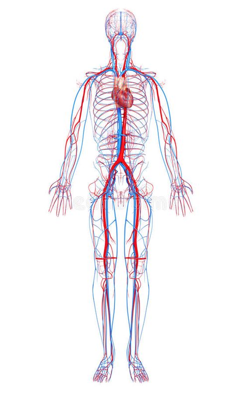 Circulatory system of male body stock illustration Male Body Illustration, Body Illustration, Board Illustration, Anatomy Illustration, Muscular System, Organic Ceramics, Hand Palm, Circulatory System, Cardiology