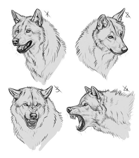 Wolf Poses, Wolf Sketch, Canine Drawing, Wolf Artwork, Werewolf Art, Canine Art, Wolf Drawing, Animal Sketches, Wolf Art