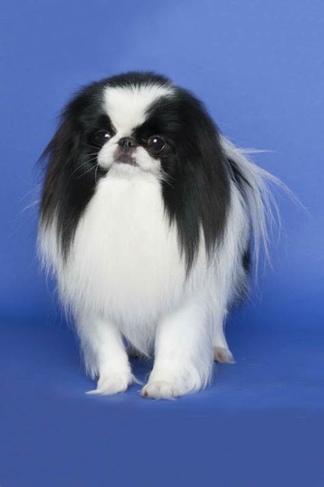 Japanese Chin Puppies, Japanese Chin Dog, Japanese Dog, Rare Dogs, Every Dog Breed, Akc Breeds, Chin Chin, Toy Dogs, Dog Stocking