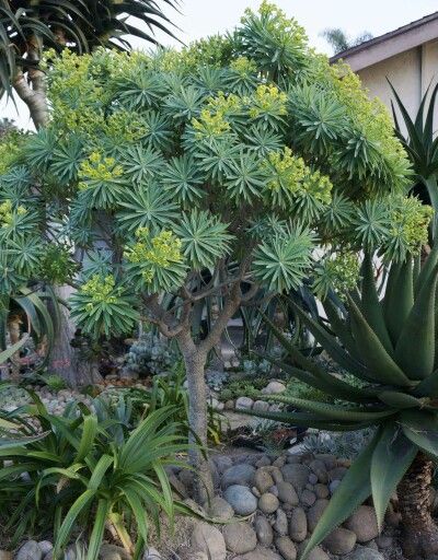 Euphorbia Lambii, Drought Resistant Trees, Bromeliads Landscaping, Plant Portrait, Colorado Flowers, Sunset Garden, Rock Plants, Architectural Plants, Wild Print