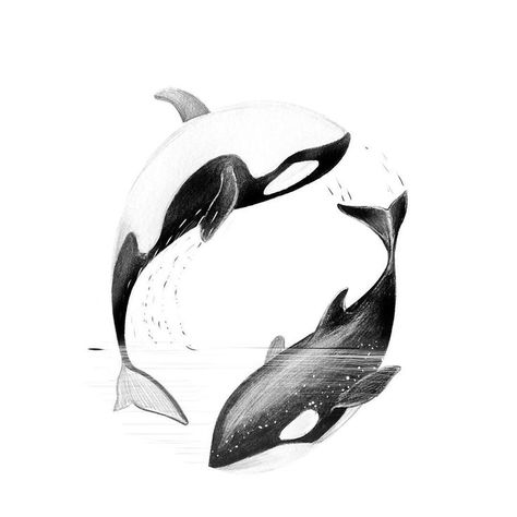 Orca Whale Drawing, Killer Whale Tattoo, Orca Design, Orca Art, Orca Tattoo, Whale Tattoo, Whale Drawing, Whale Tattoos, Whale Art