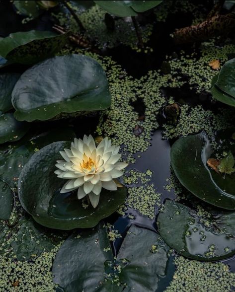 Images Esthétiques, Water Lily, Nature Aesthetic, Water Lilies, Green Aesthetic, Lily Pads, Botany, Matilda, Pretty Pictures