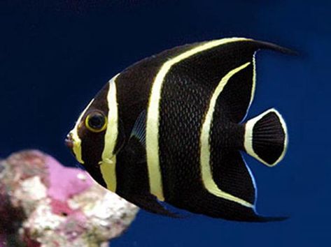 Los 10 animales más fieles a su pareja - Pez ángel francés French Angelfish, Coral Life, Mandarin Fish, Saltwater Fish Tanks, Salt Water Fish, Underwater Animals, Saltwater Fish, Fish Species, Weird Fish