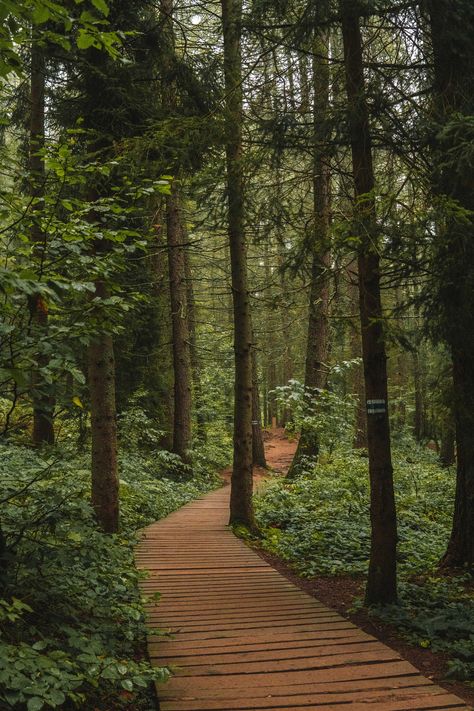 Hidden Gem in Polen: die Region Bieszczady Hidden Gem, Hidden Gems, Poland, Bucket List, Gems