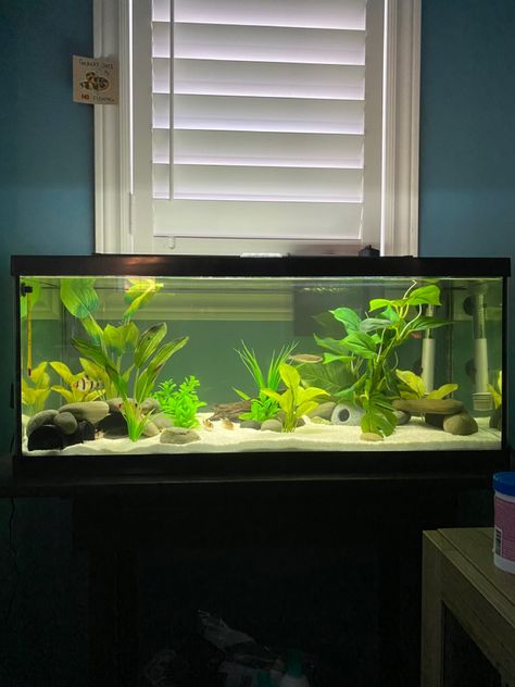 30 Gallon Tank Ideas, Fish Tank 20 Gallon, Planted Goldfish Aquarium, Big Fish Tank, 20 Gallon Long Aquarium, Big Fish Tanks, Swamp House, Fish Tank Ideas, Tank Terrarium