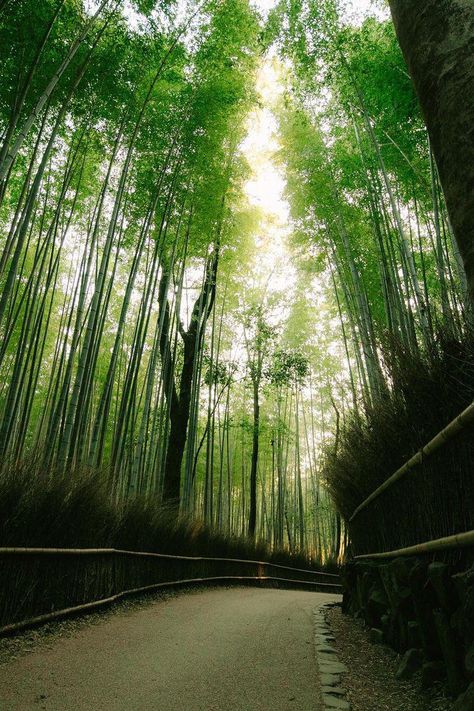 Bamboo Grove (Arashiyama, Kyoto) by xkinkycherry The post Bamboo Grove (Arashiyama, Kyoto) appeared first on Alo Japan. Arashiyama Bamboo Grove, Arashiyama Kyoto, Bamboo Grove, Japan Photo, Instagram Post Template, Kyoto, Bamboo, Japan, Instagram Post