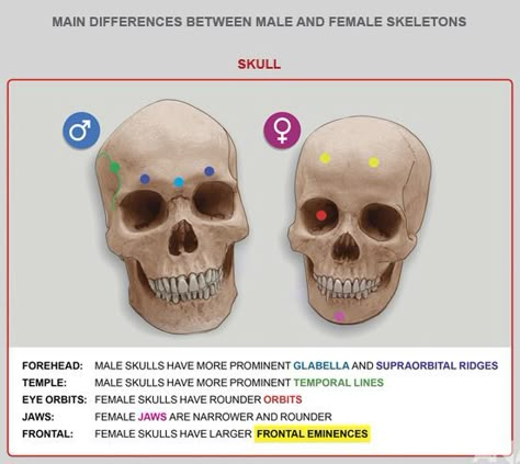 Skull Differences between Male and Female Anatomy Learning, Surface Anatomy, Anatomy For Sculptors, Female Skull, Female Skeleton, Skull Anatomy, Head Anatomy, Skull Reference, Face Anatomy