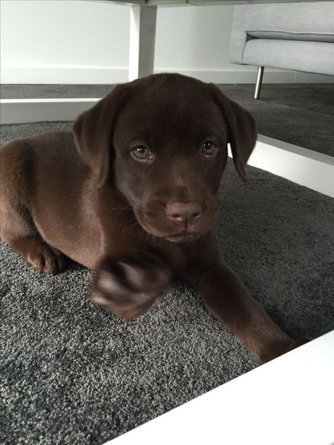 Brown Labrador Puppy, Funny Dogs Pics, Cute Animals Dog, Nice Dogs, Puppies Labrador, Big Dogs Breeds, Biggest Dog In The World, Funny Dog Signs, Biggest Dog