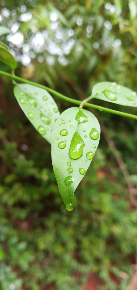 Photography Ideas Aesthetic, Water Drop On Leaf, Plants Photography, Photography Mobile, Leaf Photography, Plant Photography, Ideas Aesthetic, Mobile Photography, Water Drop