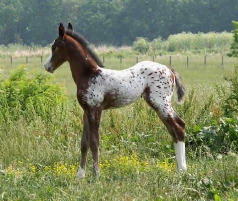 Appaloosa Foal, Appaloosa Horse, Baby Horses, Appaloosa Horses, All The Pretty Horses, Horse Blankets, Horse Crazy, Cute Horses, Appaloosa