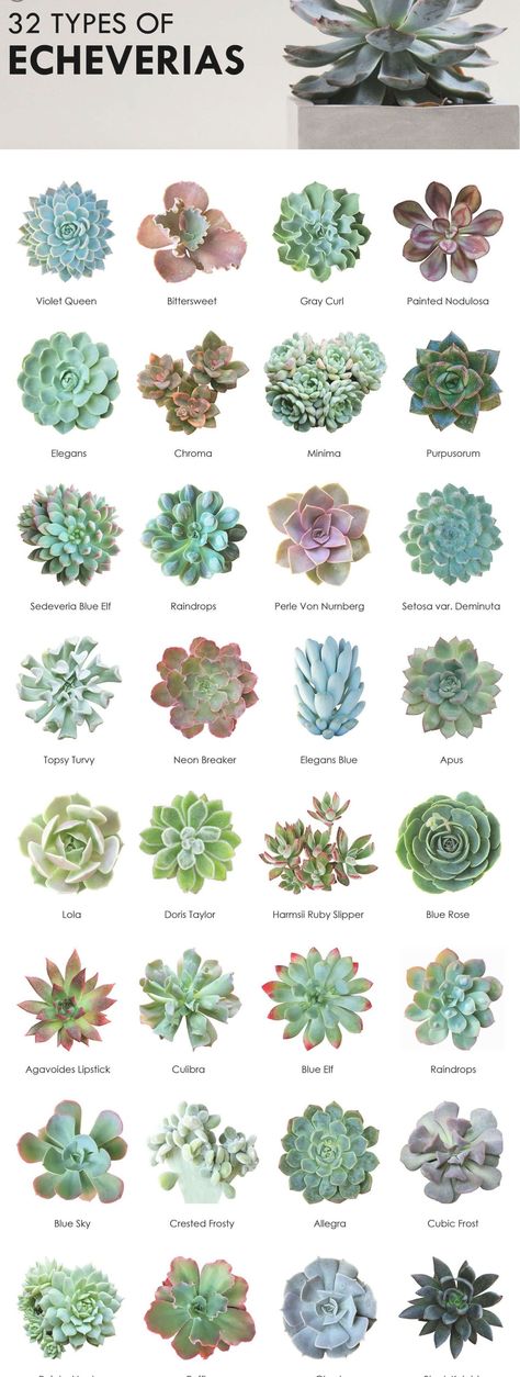 Echeveria Collection 32 types of Echeveria Succulents Art, Succulent Outdoor, Different Types Of Succulents, Echeveria Succulent, Hydrangea Shrub, Hydrangea Care, Succulent Art, Types Of Succulents, Low Maintenance Plants