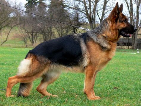 Pretty German Shepherd Facts, German Shepherd Breeders, German Sheperd Dogs, German Shepherd Pictures, Dogs Playing, German Shepards, Coban, Beautiful Dog, Long Coats